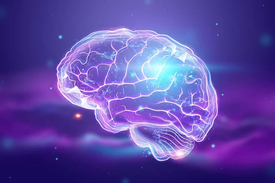 人類大腦的衛教示意圖,用於說明睡眠期間大腦不同區域與腦波活動