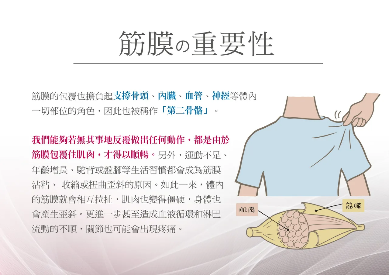 以人體肩頸與背部為主的肌筋膜分布示意圖,標示肌肉與筋膜層次關係的衛教插圖