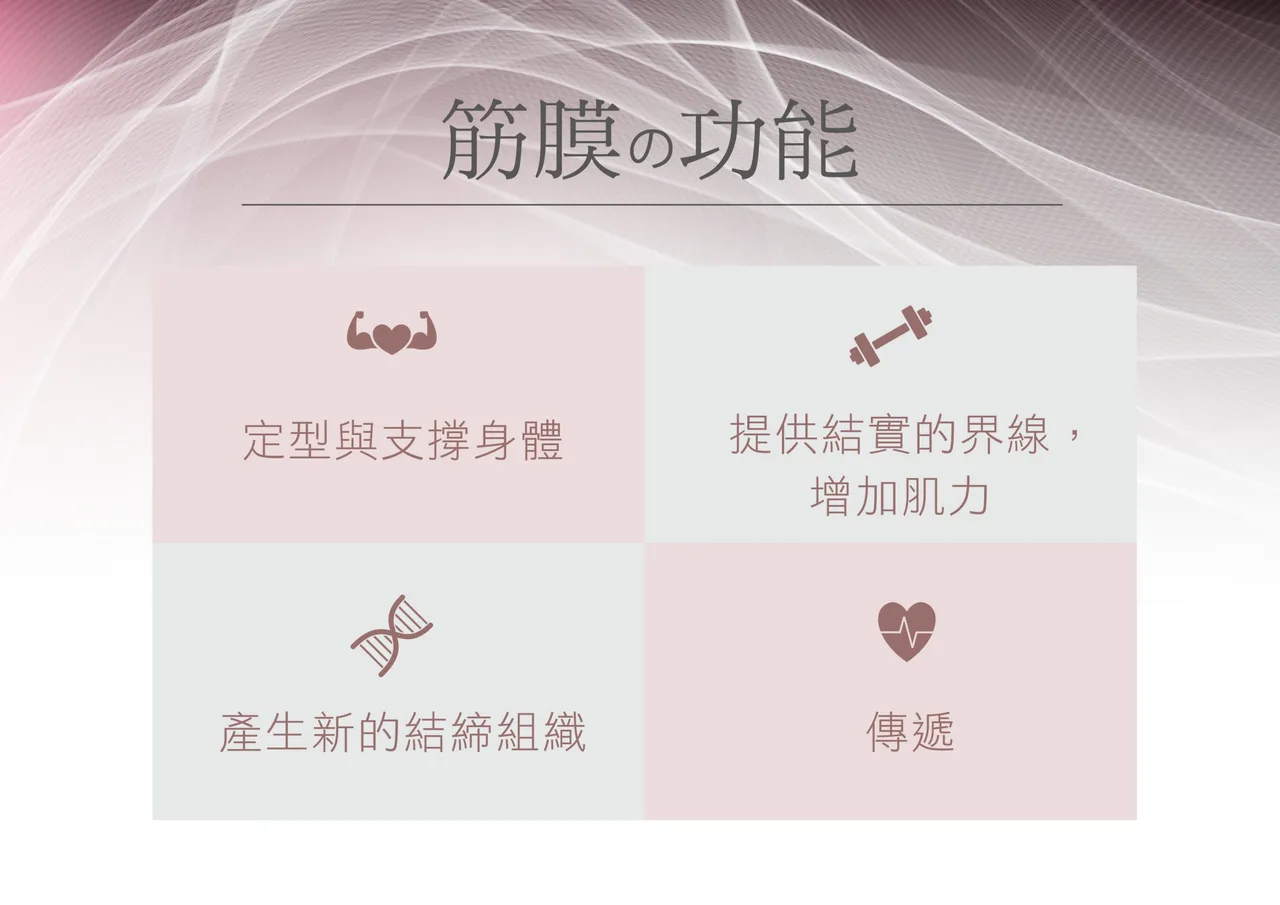 示意圖:筋膜在全身傳遞力量並支撐骨骼、血管與神經的功能說明插圖
