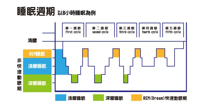 說明快速動眼期(REM)等睡眠週期循環的衛教示意圖